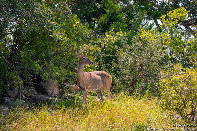 Listing photo id 3 for 12995 Hackberry