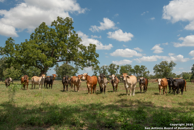 Listing photo id 37 for 6887 Von Ormy