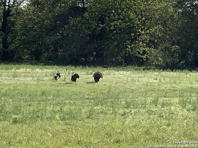 Image 9 of 20 For 2727 Palomino Springs