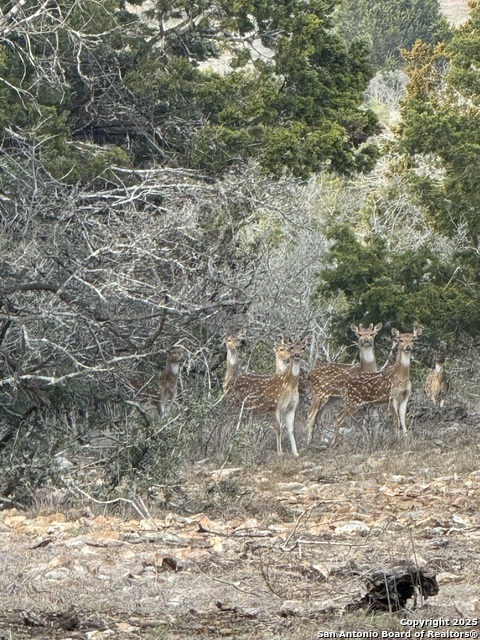 Image 79 of 85 For 228 & 232 Spring Rd