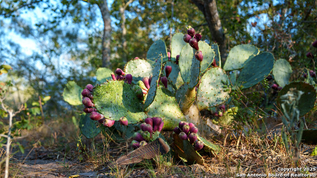 Listing photo id 16 for 916 County Road 421