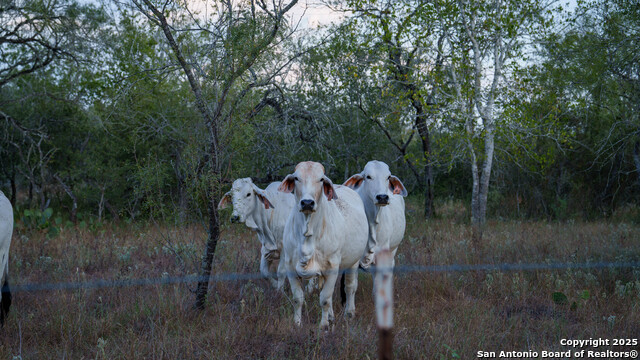 Listing photo id 4 for 916 County Road 421