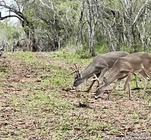 Image 11 of 26 For 000 Cr 175