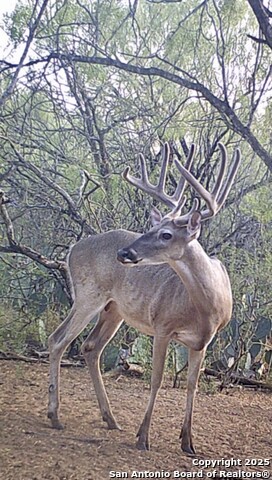 Image 13 of 26 For 000 Cr 175