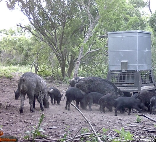 Image 6 of 26 For 000 Cr 175