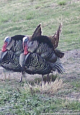 Image 8 of 26 For 000 Cr 175