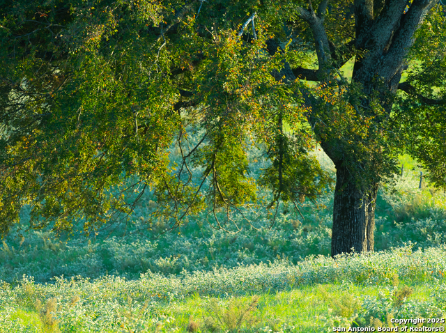 Image 3 of 34 For 14926 County Road 438