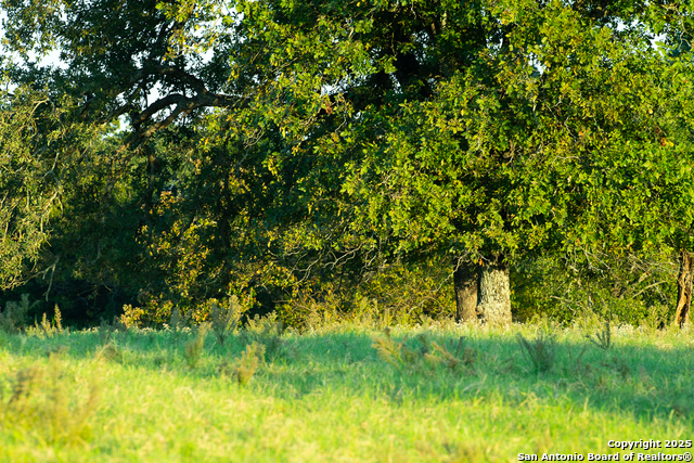 Image 6 of 34 For 14926 County Road 438