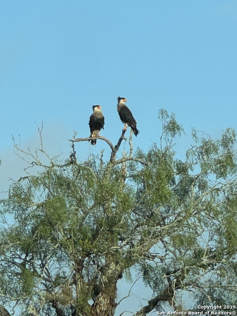 Image 8 of 47 For Tbd Cr 325  