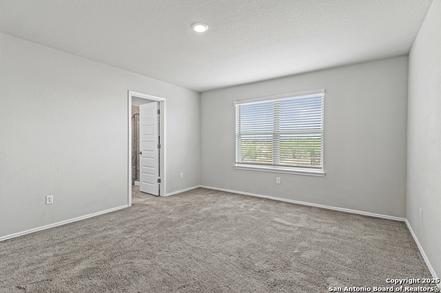 Image 16 of 35 For 10118 Agave Azul