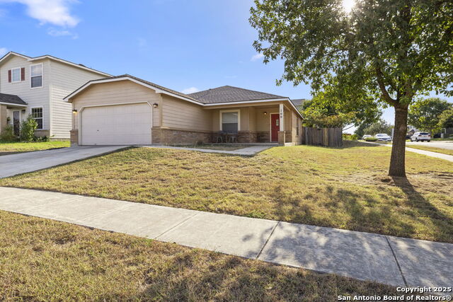 Image 3 of 22 For 100 Cypress Willow