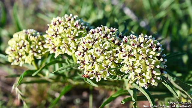 Image 5 of 13 For Lot 31 Shady Hollow