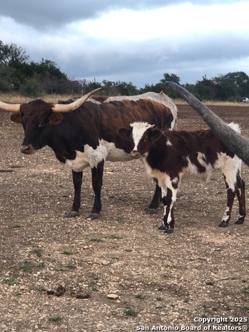 Image 7 of 13 For Lot 31 Shady Hollow