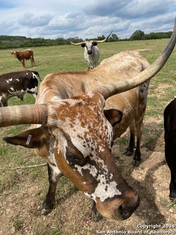 Image 8 of 13 For Lot 31 Shady Hollow