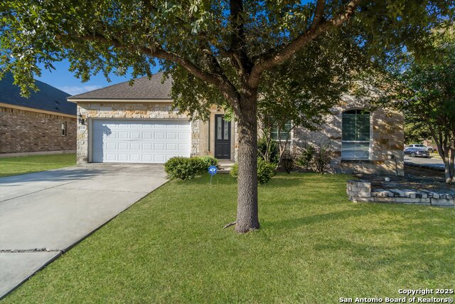 Image 3 of 24 For 5118 Thymus