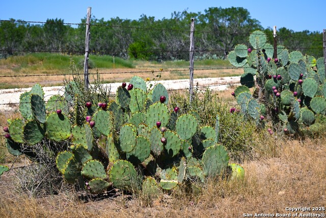 Listing photo id 11 for Lot 24 County Road 2500