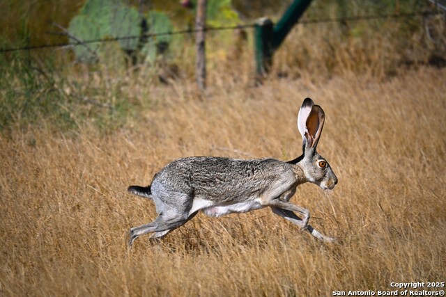 Listing photo id 14 for Lot 24 County Road 2500