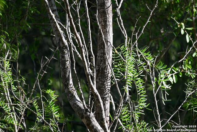 Listing photo id 15 for Lot 24 County Road 2500