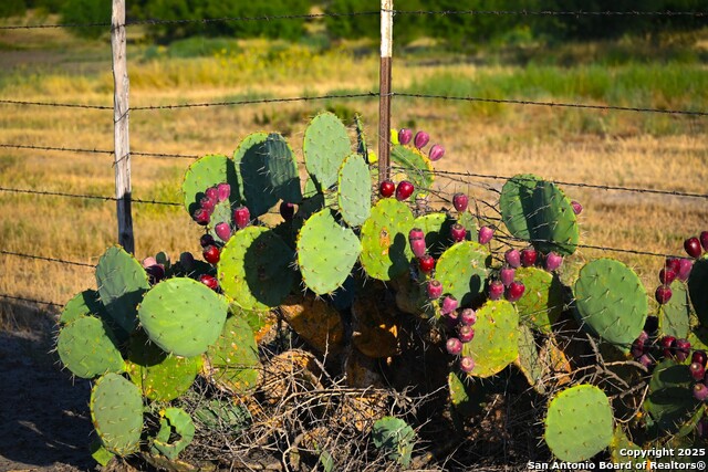 Listing photo id 20 for Lot 24 County Road 2500