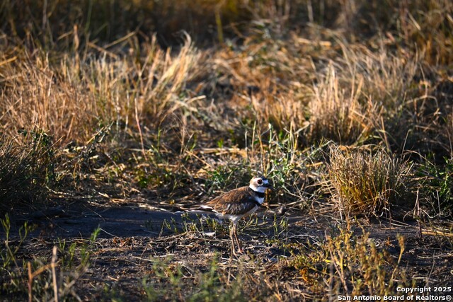 Listing photo id 22 for Lot 24 County Road 2500