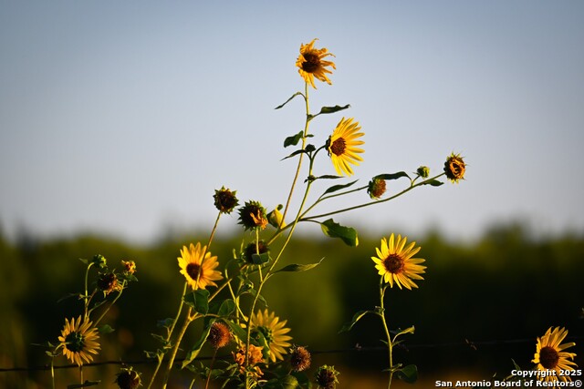 Listing photo id 23 for Lot 24 County Road 2500