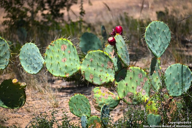 Listing photo id 5 for Lot 24 County Road 2500