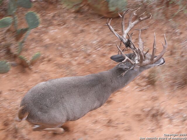 Listing photo id 52 for 10927 Fm 2146