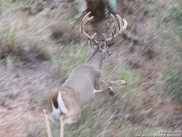 Listing photo id 53 for 10927 Fm 2146