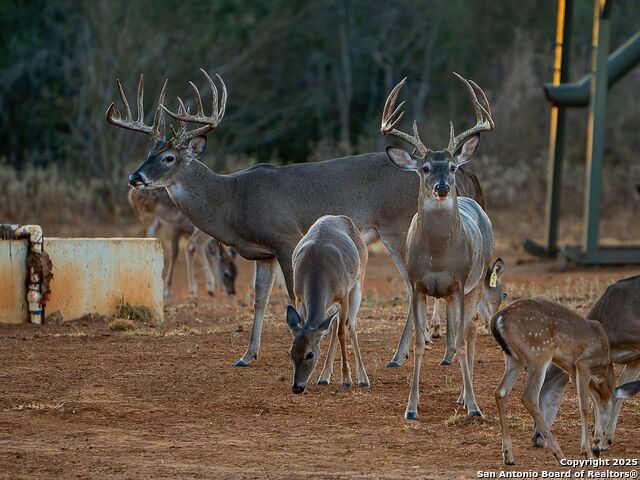 Listing photo id 55 for 10927 Fm 2146