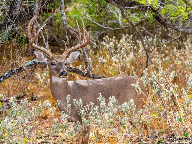 Listing photo id 57 for 10927 Fm 2146