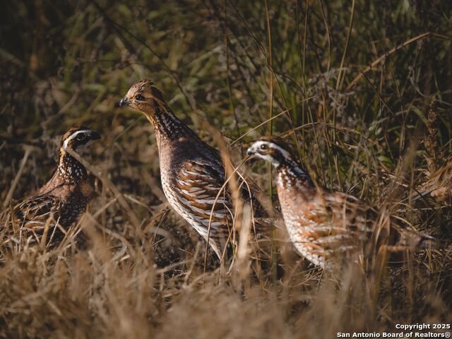 Listing photo id 59 for 10927 Fm 2146