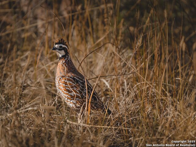 Listing photo id 61 for 10927 Fm 2146