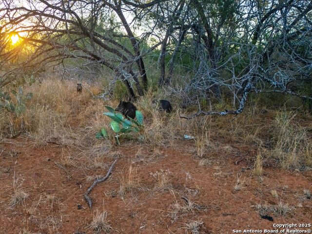 Listing photo id 82 for 10927 Fm 2146