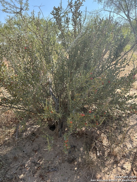 Listing photo id 1 for Tbd County Road 741