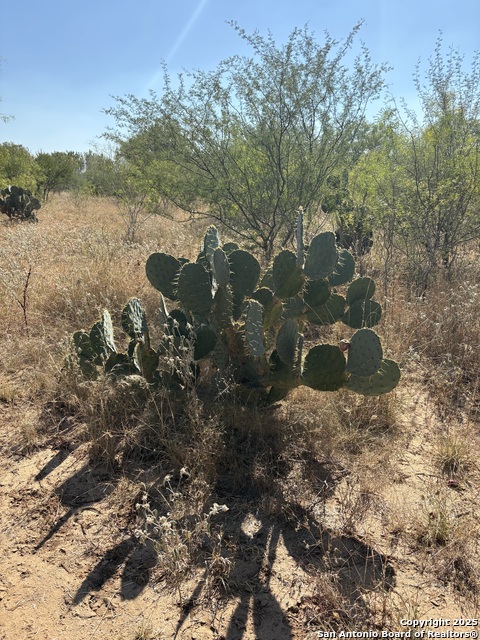 Listing photo id 5 for Tbd County Road 741