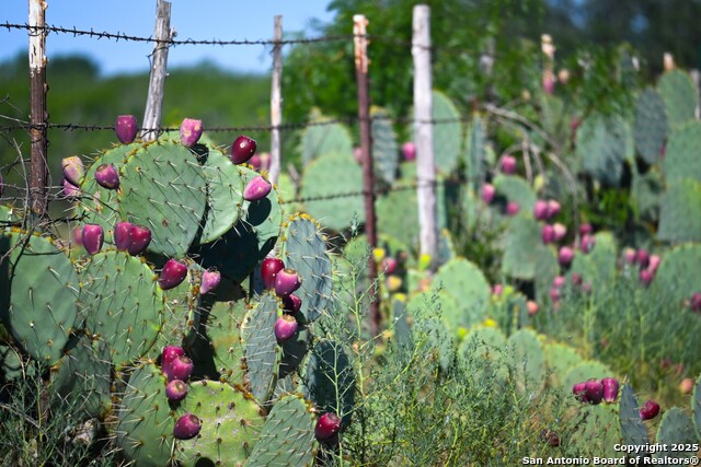 Details for Lot 36 County Road 2500, Bigfoot, TX 78005