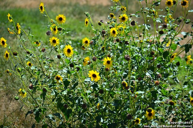 Listing photo id 1 for Lot 36 County Road 2500