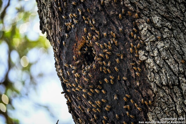 Listing photo id 3 for Lot 36 County Road 2500