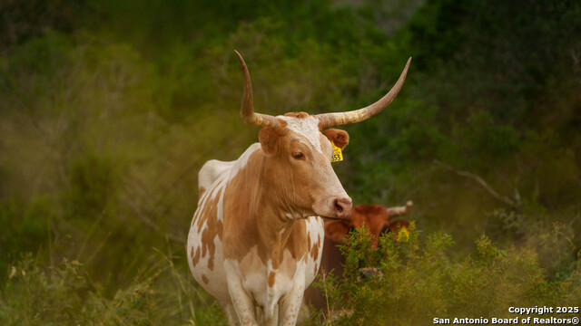 Listing photo id 12 for Tbd Rm 2523  