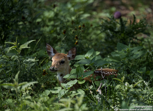 Image 20 of 20 For 000 Cypress Flats