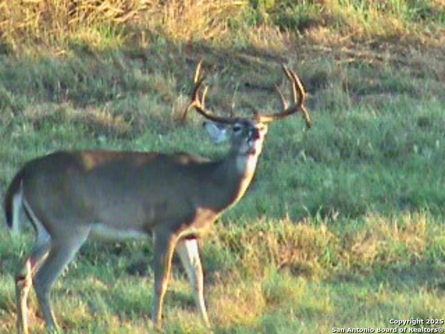 Listing photo id 3 for 6505 Fm 541