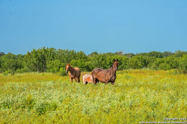 Listing photo id 14 for 3911 County Road 1000