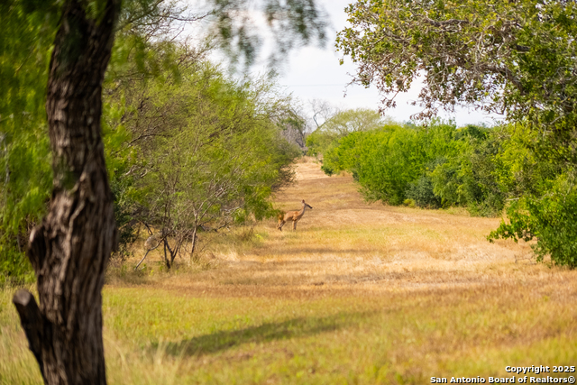 Listing photo id 36 for 000 County Road 332