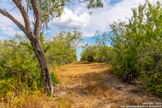 Listing photo id 39 for 000 County Road 332