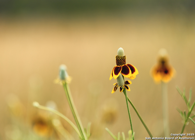 Image 8 of 10 For 000 Comfort Fields