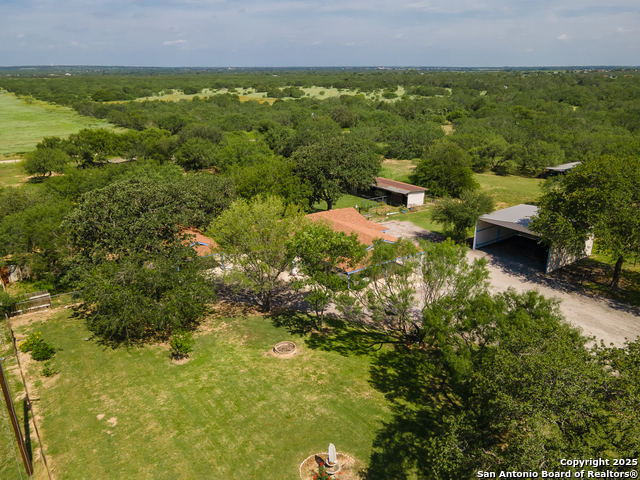 Image 5 of 44 For 400 Blue Quail