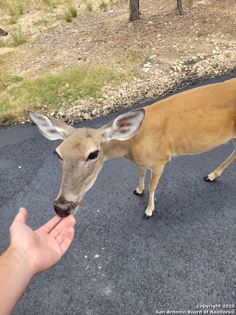 Listing photo id 32 for 1532 Hillcrest