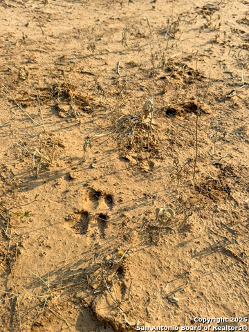 Image 2 of 15 For 6870 County Road 329 (tract 2-5)