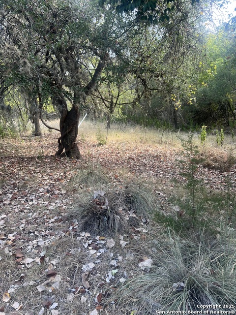 Image 4 of 9 For 575 Burning Tree