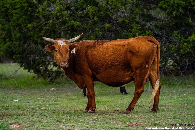 Image 42 of 44 For 0 Acorn Alley